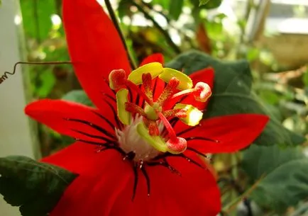 Passionflower Passiflora plante medicinale, proprietăți medicinale, extract și tinctură, inkarnata și fructul pasiunii,