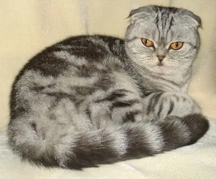 Articole despre Scottish Fold rasa