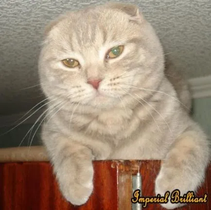 Articole despre Scottish Fold rasa