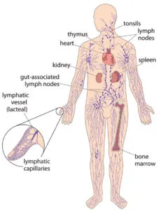 Structura sistemului limfatic, tratamentul bolilor