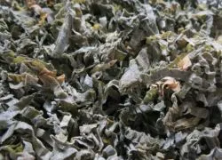 Alge marine uscate - avantaje și prejudicii