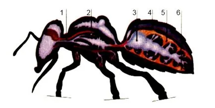 Structura de albine - apicol - creșterea