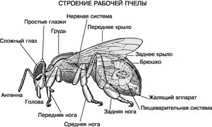 Структурата на пчела - пчеларство - развъждането