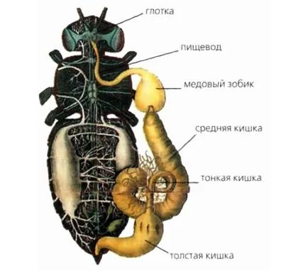 Structura de albine - apicol - creșterea