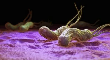 лечение Схема Н. Pylori ликвидиране с антибиотици