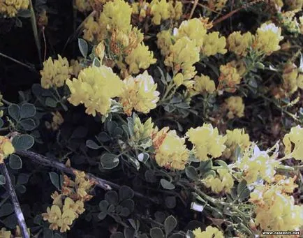 Sárga virágok - növények és virágok