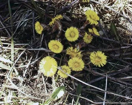 Cu flori galbene - plante și flori