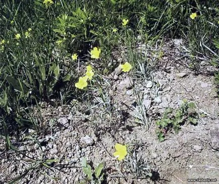 Cu flori galbene - plante și flori