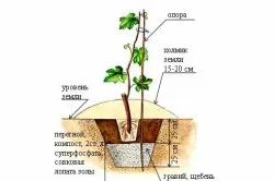 Технологията на отглеждане на лозя италианска техника