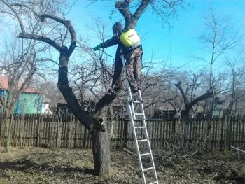 Afidele pe semne pepeni verzi, cum să lupte decât la proces, modul în care oamenii de a aborda