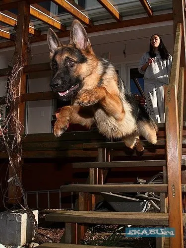 Топ 10 най-интелигентните породи кучета, забавления портал