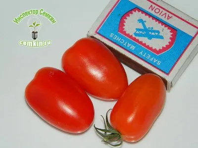 Tomate f1 roșu jujube (grădina română), inspector Semkin