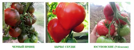 Tomate - varietatea regiuni din România - jurnale camionagii