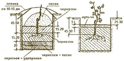 Технологията на отглеждане на лозя италианска техника