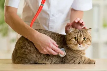 Top 5 boli „pisică“ periculoase pentru om