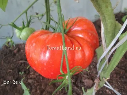 Descriere tomate mare Zack soiului, comentarii, fotografii, productivitate