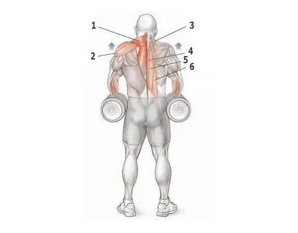 Trapeze - exercițiu, în special exercitarea, anatomia trapez