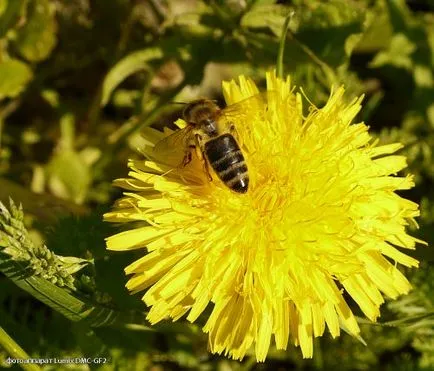 Trasee turistice în grădina Kiev Național Botanic din Kiev