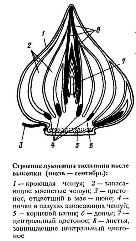 Лалета, нарциси, зюмбюли