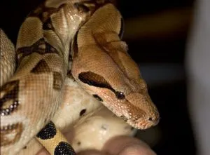 Boa vagy python, kinozoopark