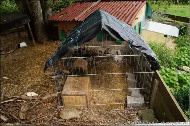 Street tollat ​​vagy burkolatban teknősök - Mindent a teknősök