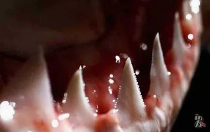 Учените са установили, че акулите имат перфектни зъби