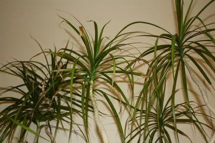 A dracaena száraz levelek hegyénél, hogy ezt szárad dracaena