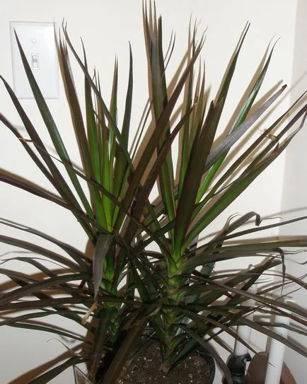 A dracaena száraz levelek hegyénél, hogy ezt szárad dracaena