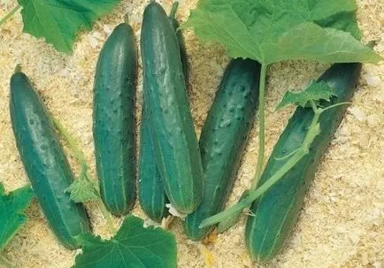 краставици, даващи сортове за открит терен и оранжерии през 2017 мнения