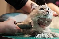 Cat ápolás, állatorvosi klinika vetstate, Budapest