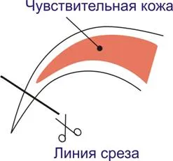 Грижа шпаньол