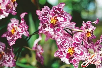 Vanda orhidee cu caracterul acestei regine