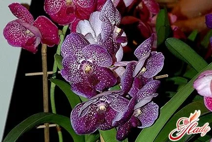 Vanda orchidea jellegű ez a királynő