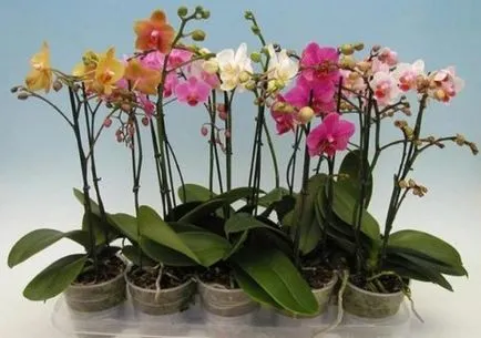 Phalaenopsis Orchid Îngrijire