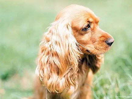 Îngrijire Spaniel