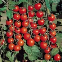 Cultivarea de soiuri timpurii de tomate