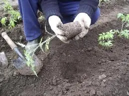 Cultivarea unei tomate - răsaduri de tomate de creștere (tomate)