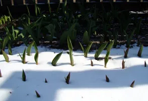 Növekvő tulipán Szibériában ültetés és gondozás