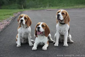 Educație beagle, Beagle în Ucraina