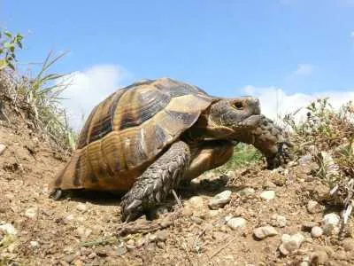 Aviary за сухопътни костенурки, улично ограда