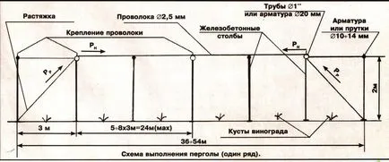 Гроздове на пергола