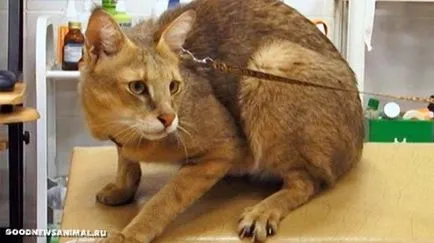 апартамент Екатеринбург жител живота джунгла котка