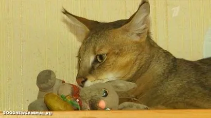 A lakás Jekatyerinburg honos mocsári macska él