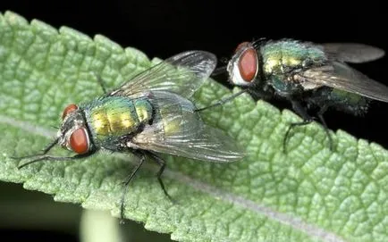 Flies înălțimea de zbor, cât de mare poate ridica