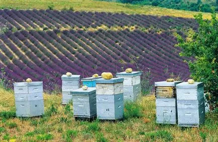 Cultivarea lavanda - cele mai bune idei de afaceri