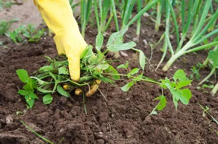 Cultivarea solului busuioc, răsaduri și recoltarea