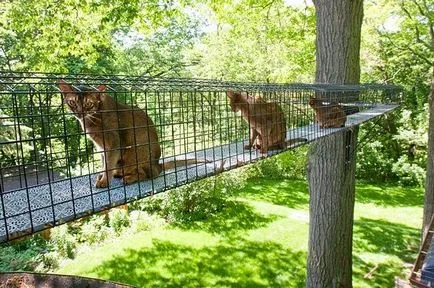 Клетки за котки с ръцете си в страната