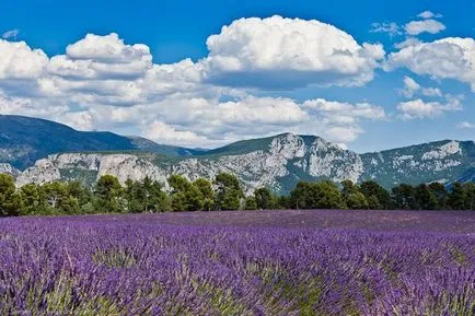 Cultivarea lavanda - cele mai bune idei de afaceri