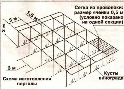 Szőlő a pergola