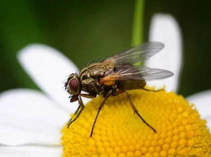 Flies înălțimea de zbor, cât de mare poate ridica